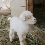 Mini and Pygmy Goats for Sale Near You—Bracken Oaks Farms