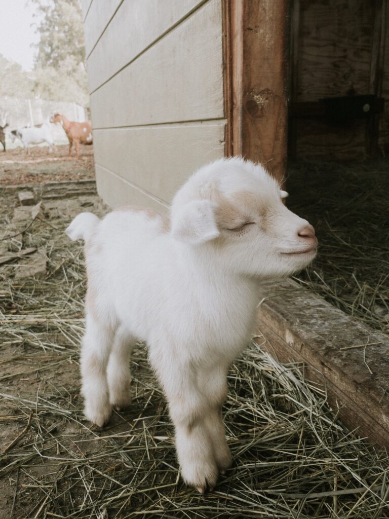 Mini and Pygmy Goats for Sale Near You—Bracken Oaks Farms